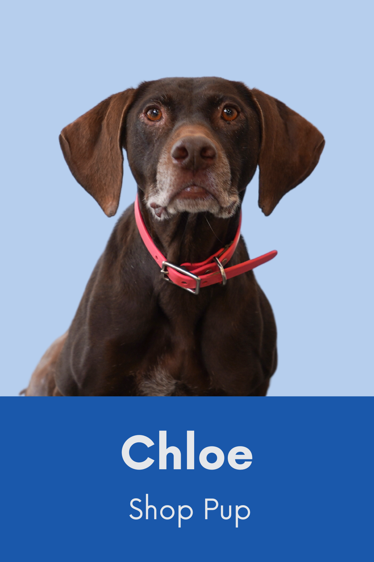Chloe, STG Infotech shop pup